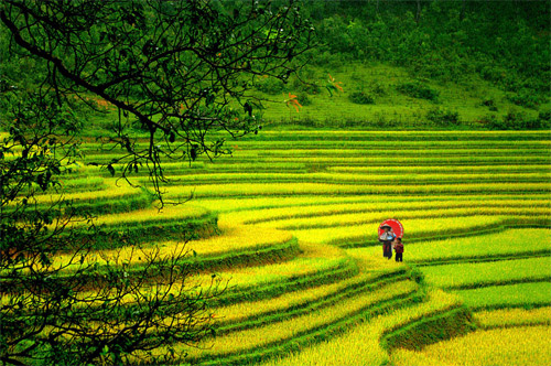 Sapa