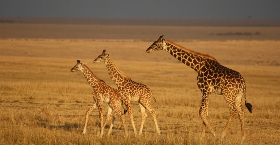 Maasai Mara