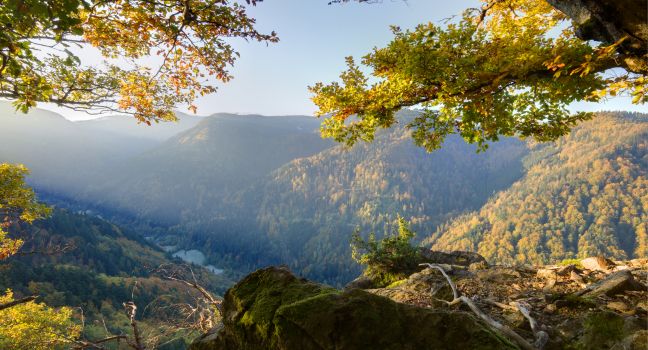 Black Forest