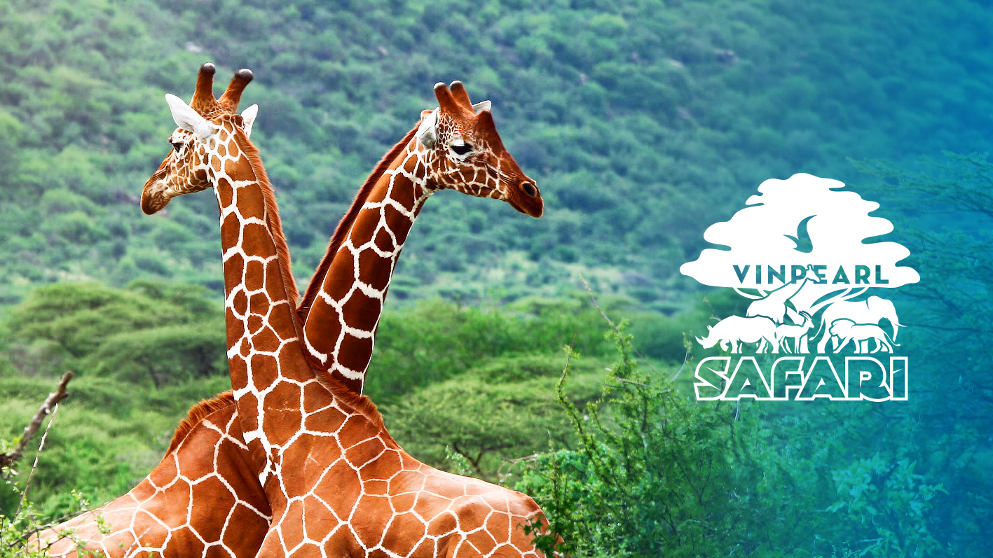 Vinpearl Safari (Công viên chăm sóc & bảo tồn động vật) Vinpearl Safari (Công viên chăm sóc & bảo tồn động vật)