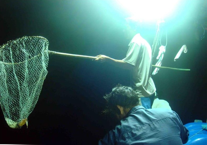 Câu mực Cửa Lò