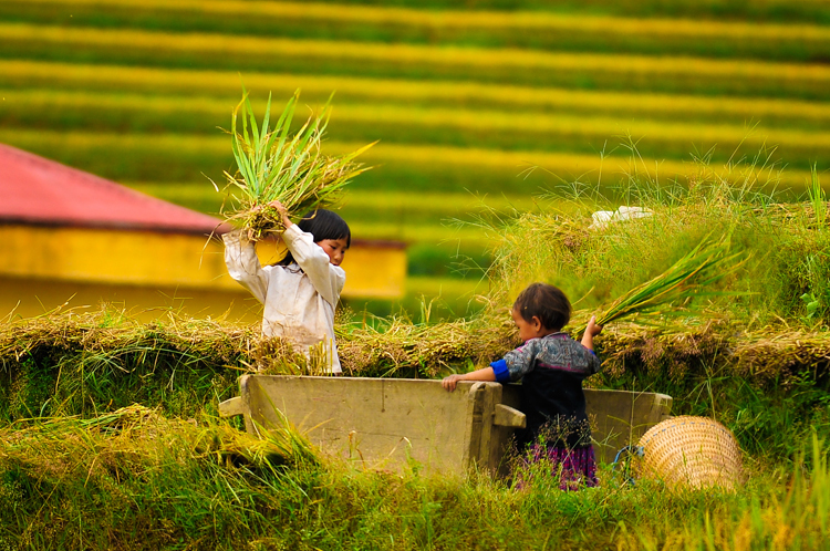 Mù Căng Chải