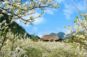 Tour du lịch cuối tuần bay đêm: Sài Gòn - Nội Bài - Mộc Châu - Sài Gòn
